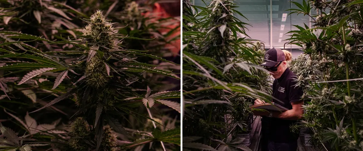Piante di cannabis in fioritura valutate in una prova professionale in serra, evidenziando una formazione densa delle cime e condizioni di coltivazione controllate.
