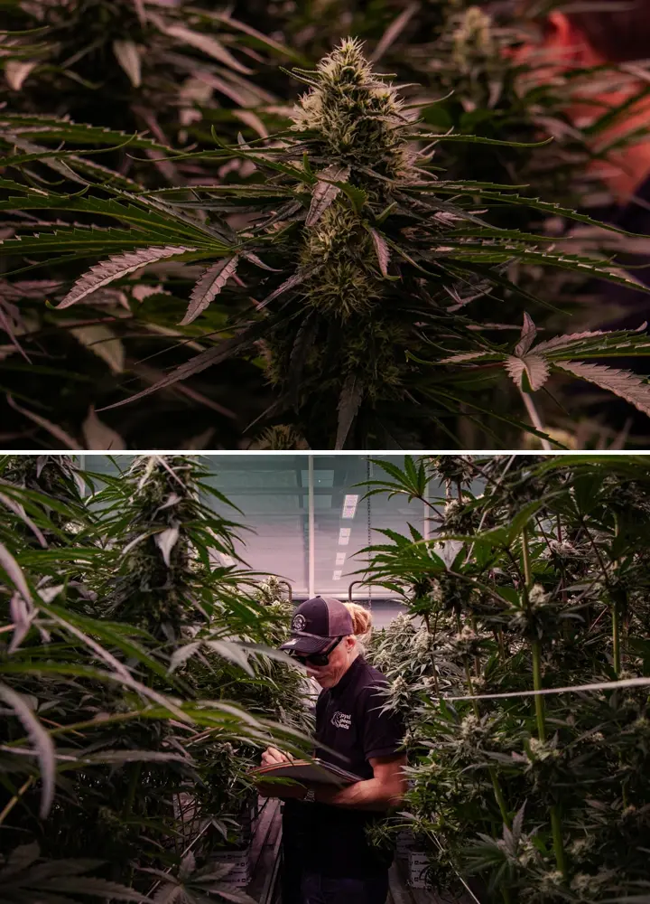 Piante di cannabis in fioritura valutate in una prova professionale in serra, evidenziando una formazione densa delle cime e condizioni di coltivazione controllate.