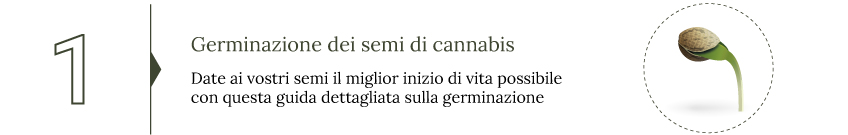 Quando raccogliere la marijuana