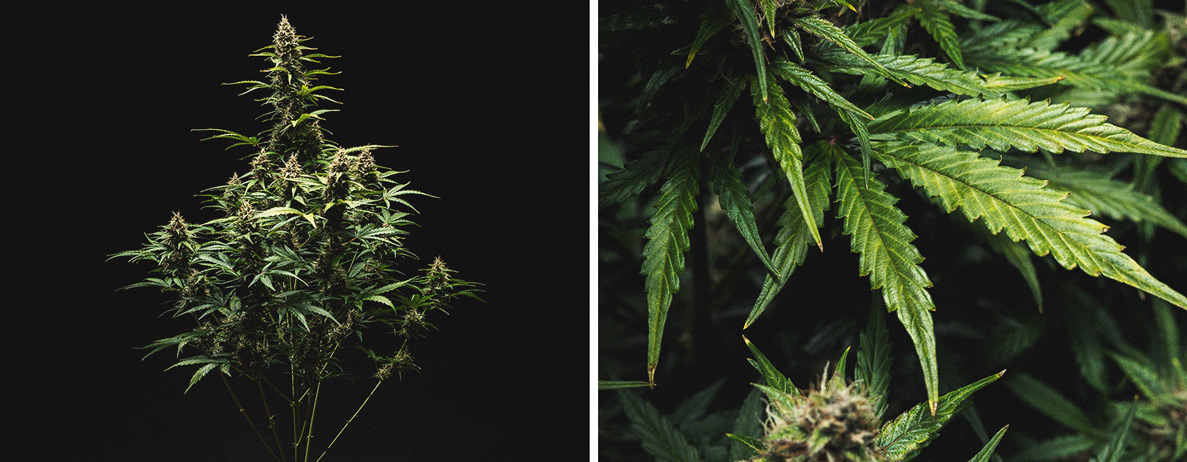 Do-Si-Dos Automatic Grow Report Do-Si-Dos Automatic Grow Report