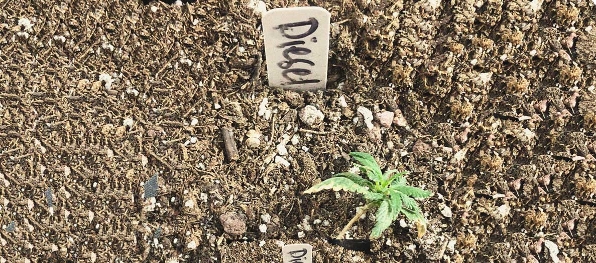 Identificare e trattare le comuni malattie della cannabis 