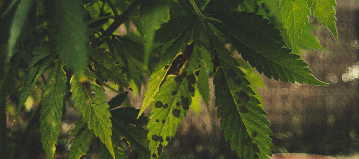 Identificare e trattare le comuni malattie della cannabis 