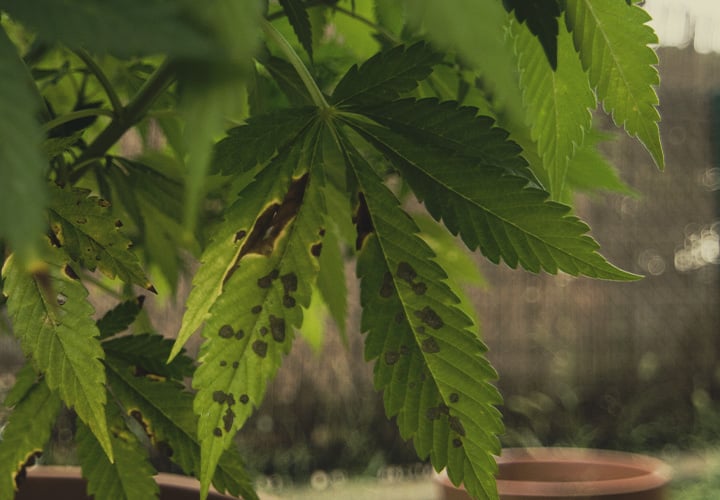CANNABIS AILMENTS CANNABIS AILMENTS