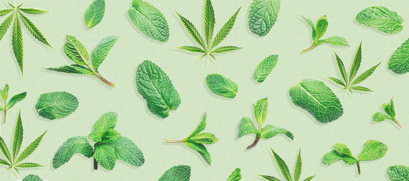 I benefici di coltivare la menta vicino alle piante di cannabis