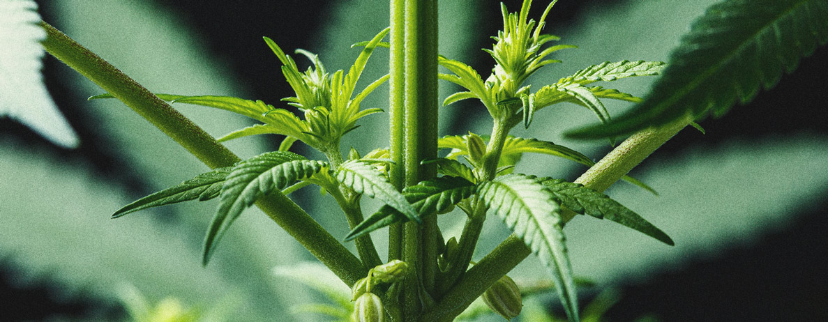 Usare al Meglio le Piante Maschio di Cannabis 