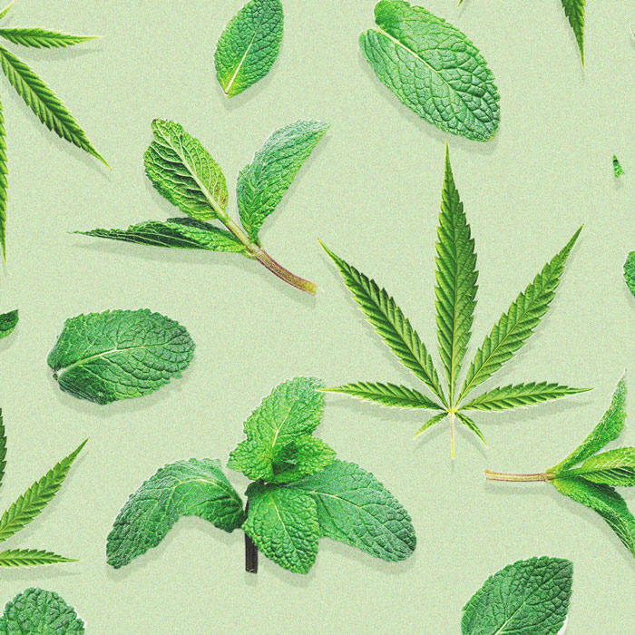 I benefici di coltivare la menta vicino alle piante di cannabis