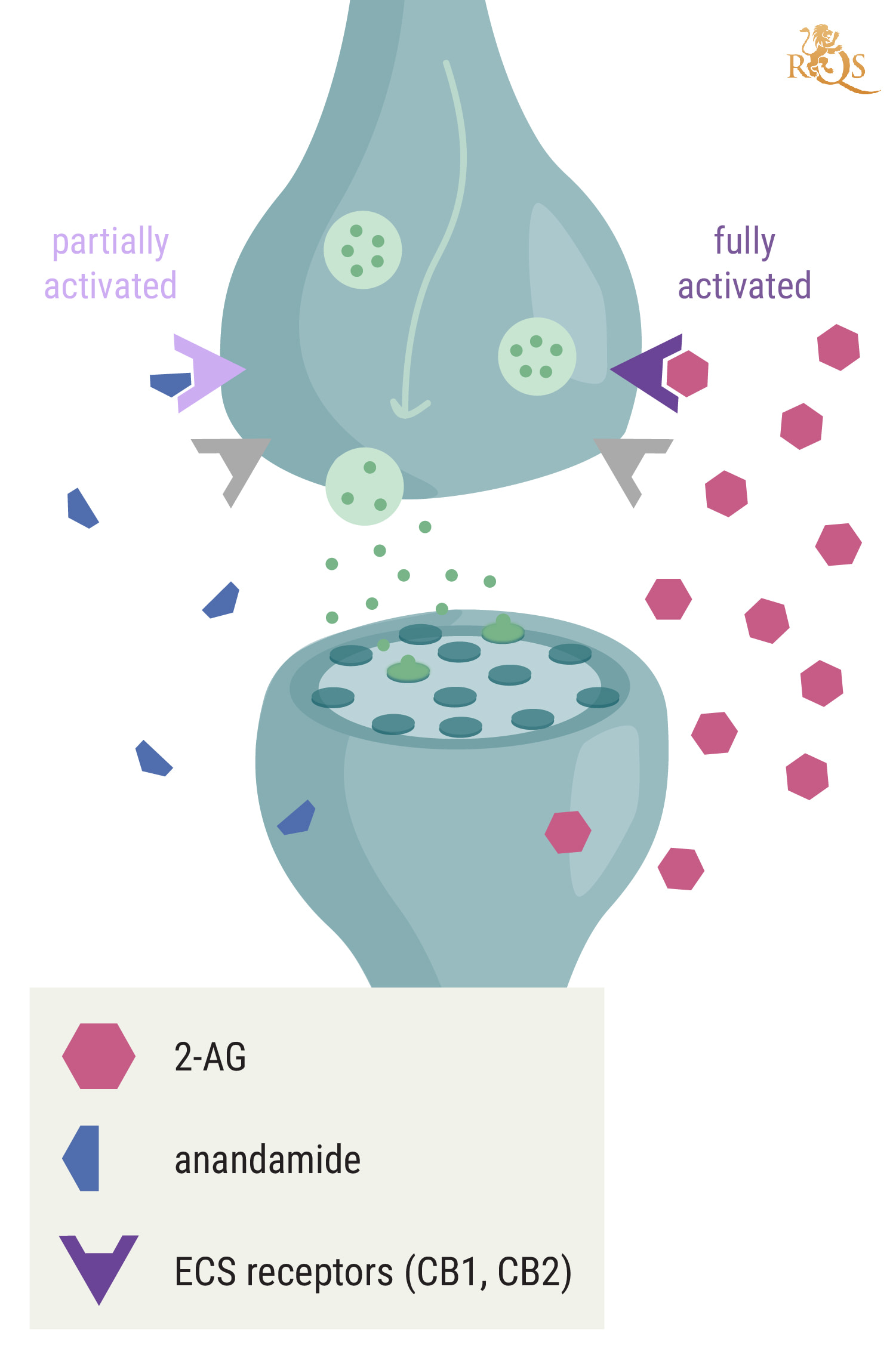 In che modo il 2-AG è collegato all'anandamide? In che modo il 2-AG è collegato all'anandamide?