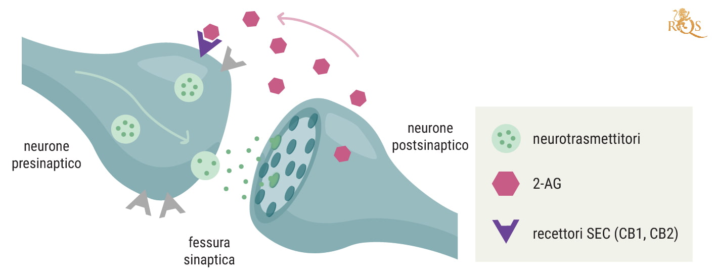 La cannabis, il sistema endocannabinoide e l’immunità