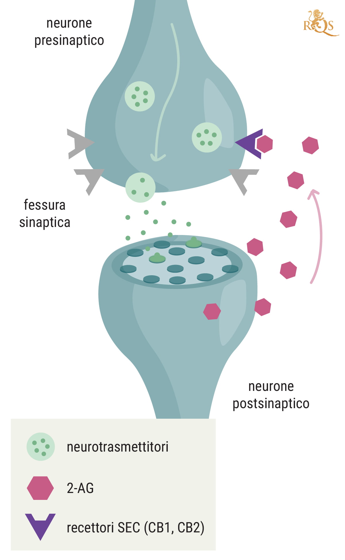 Quale funzione svolge il 2-AG?