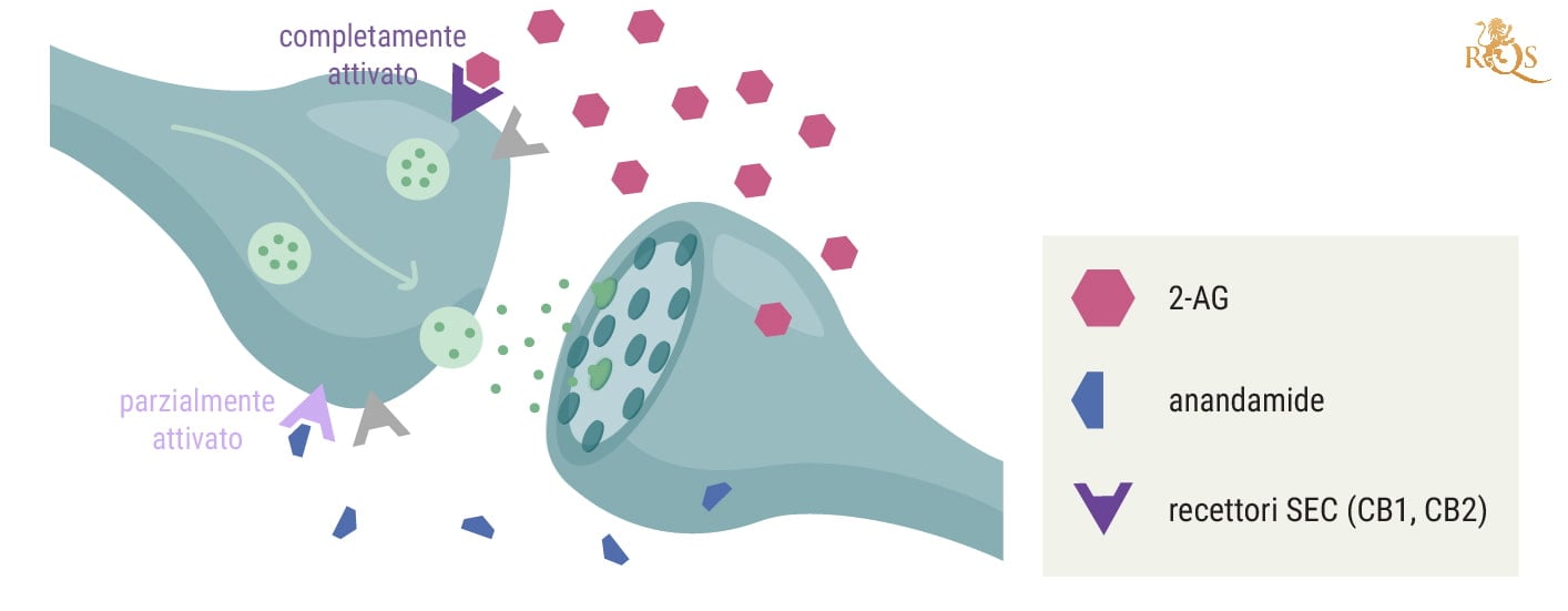 In che modo il 2-AG è collegato all'anandamide?