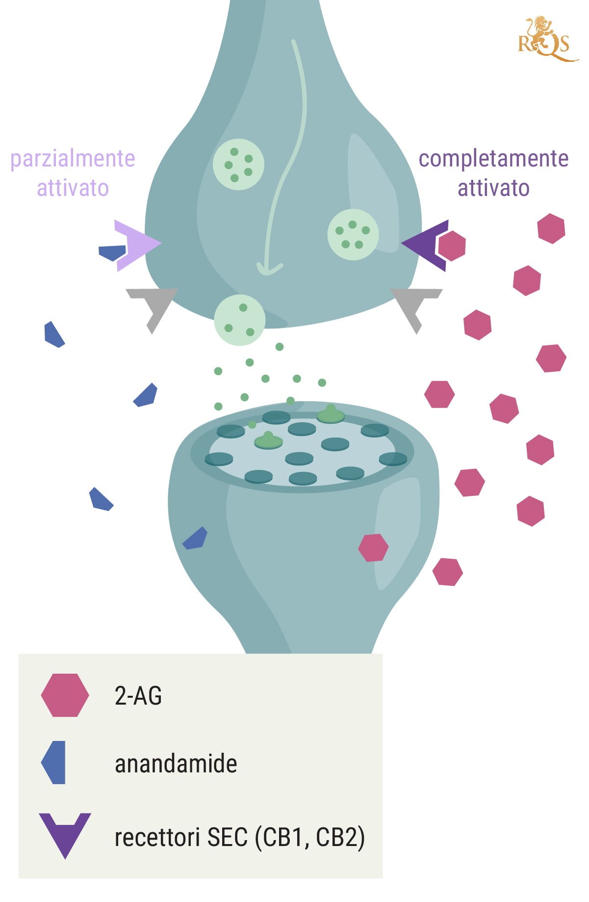 In che modo il 2-AG è collegato all'anandamide?