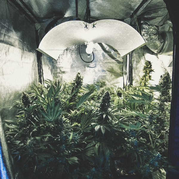 Come automatizzare una coltivazione di cannabis