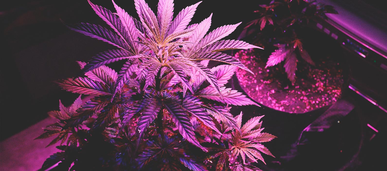 Uso Delle Luci LED Per Coltivare la Cannabis: 6 Errori da Evitare