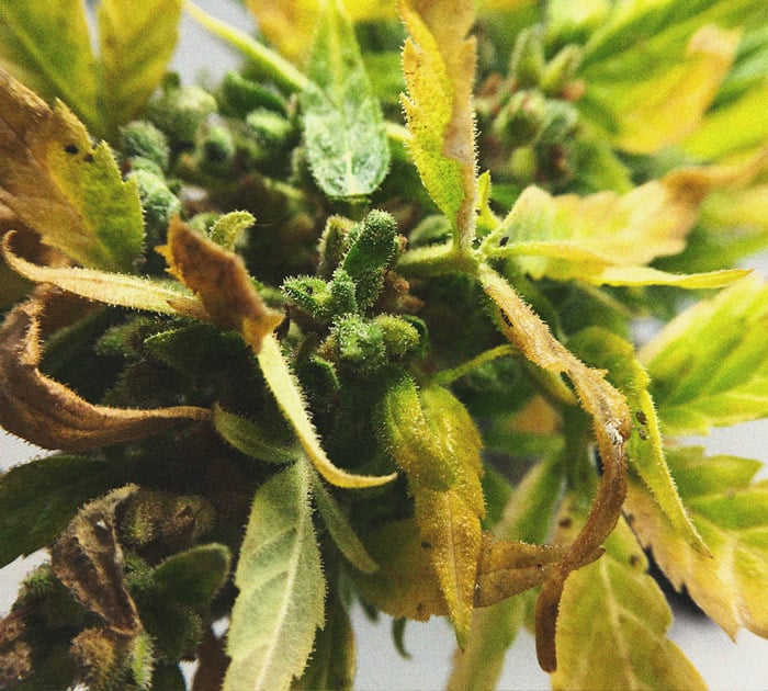 Identificare e trattare le comuni malattie della cannabis 