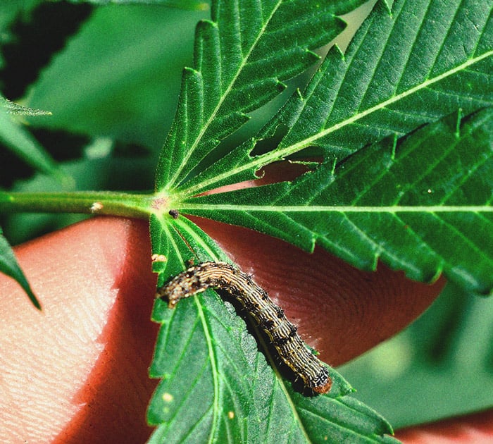 Identificare e trattare le comuni malattie della cannabis 