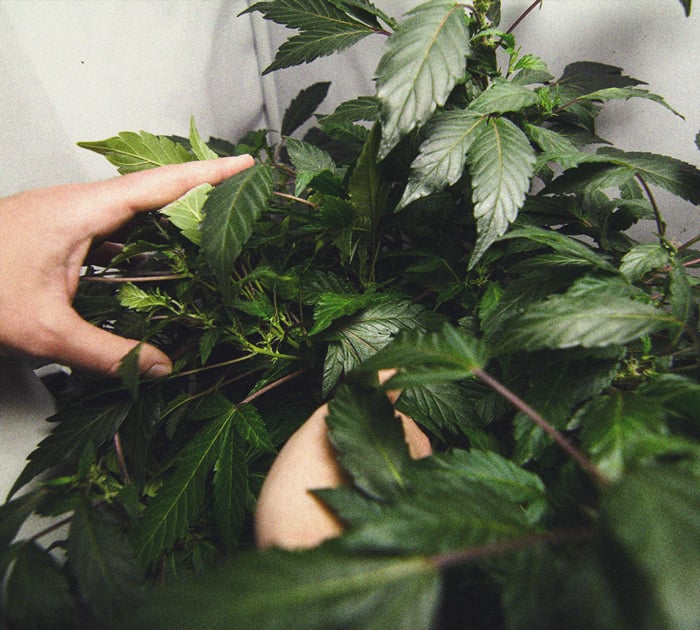 Identificare e trattare le comuni malattie della cannabis 