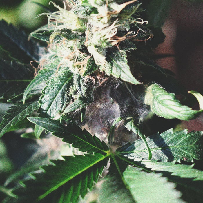 How To Detect Moldy Weed When You’re Growing