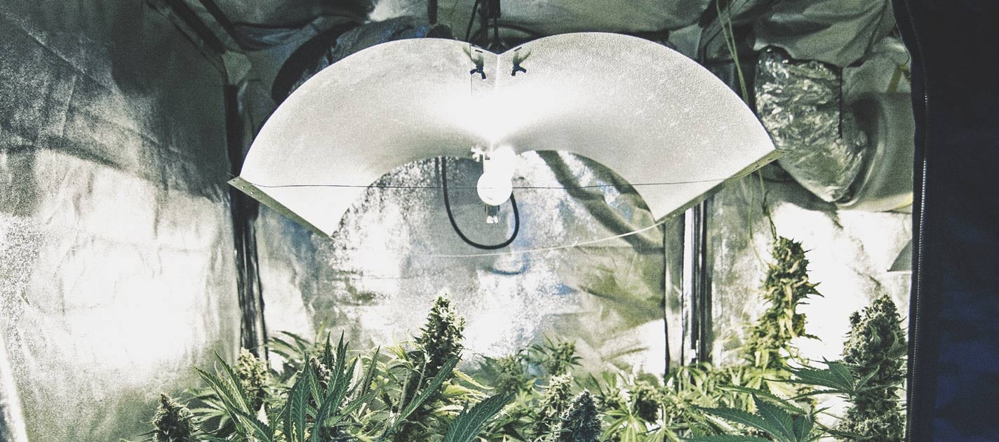 Come automatizzare una coltivazione di cannabis Come automatizzare una coltivazione di cannabis