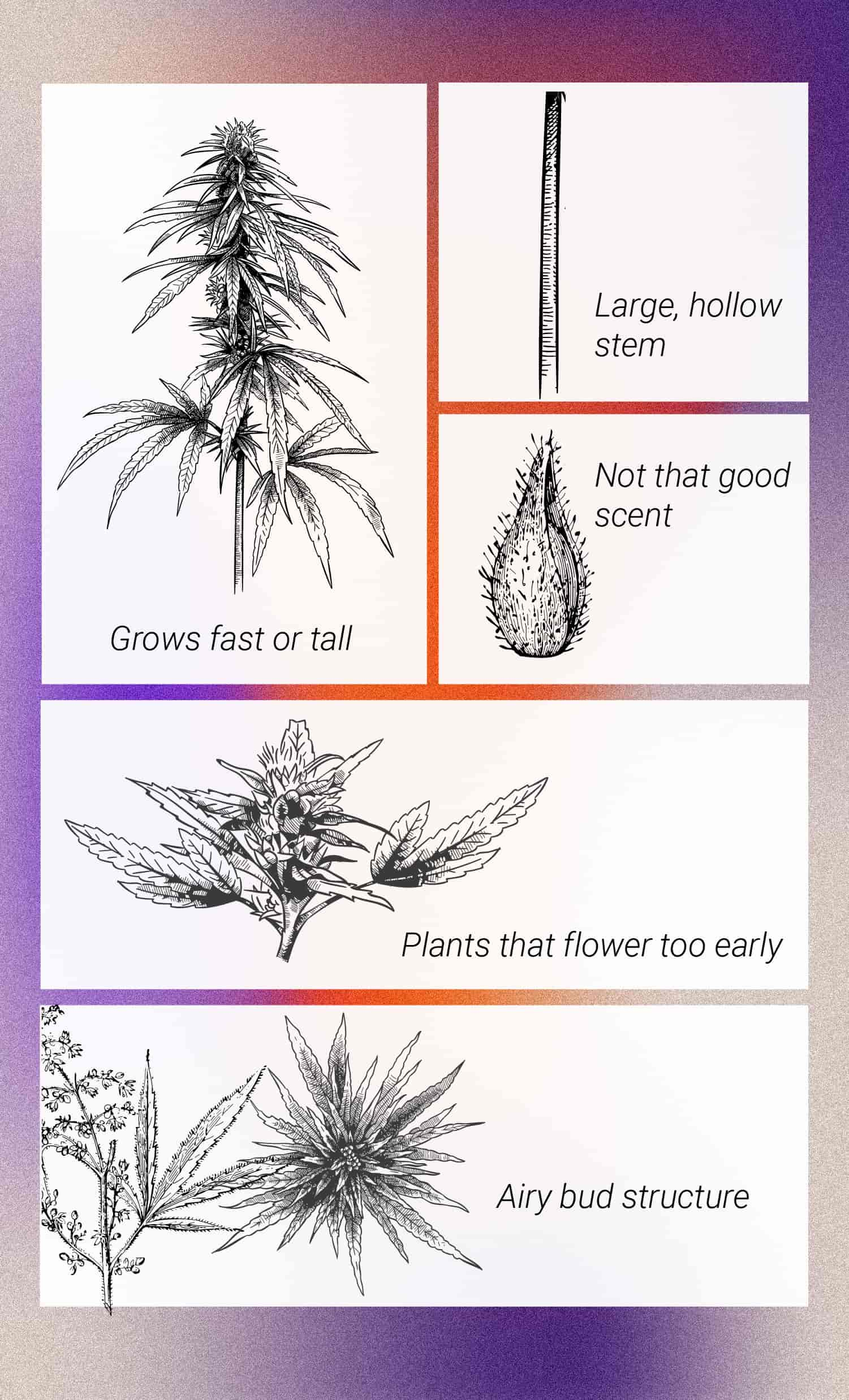 Usare al Meglio le Piante Maschio di Cannabis 