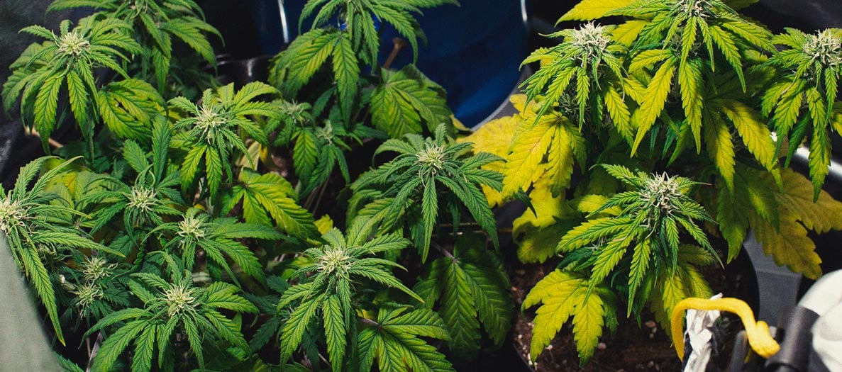 Identificare e trattare le comuni malattie della cannabis Identificare e trattare le comuni malattie della cannabis
