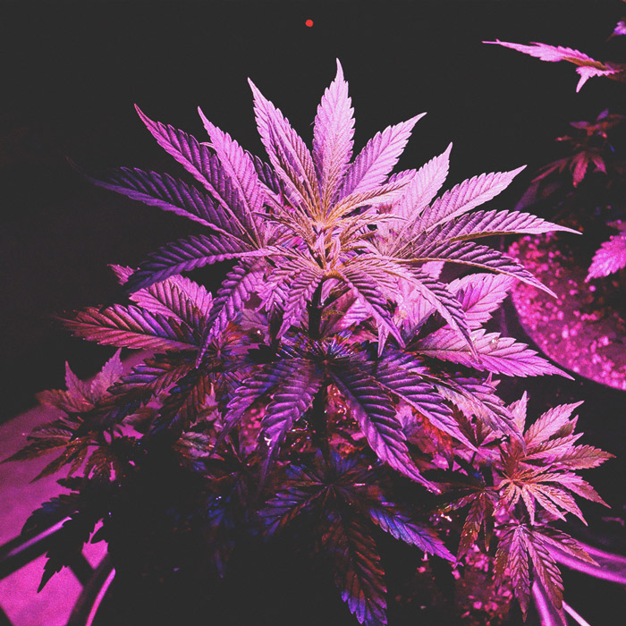 Uso Delle Luci LED Per Coltivare la Cannabis: 6 Errori da Evitare