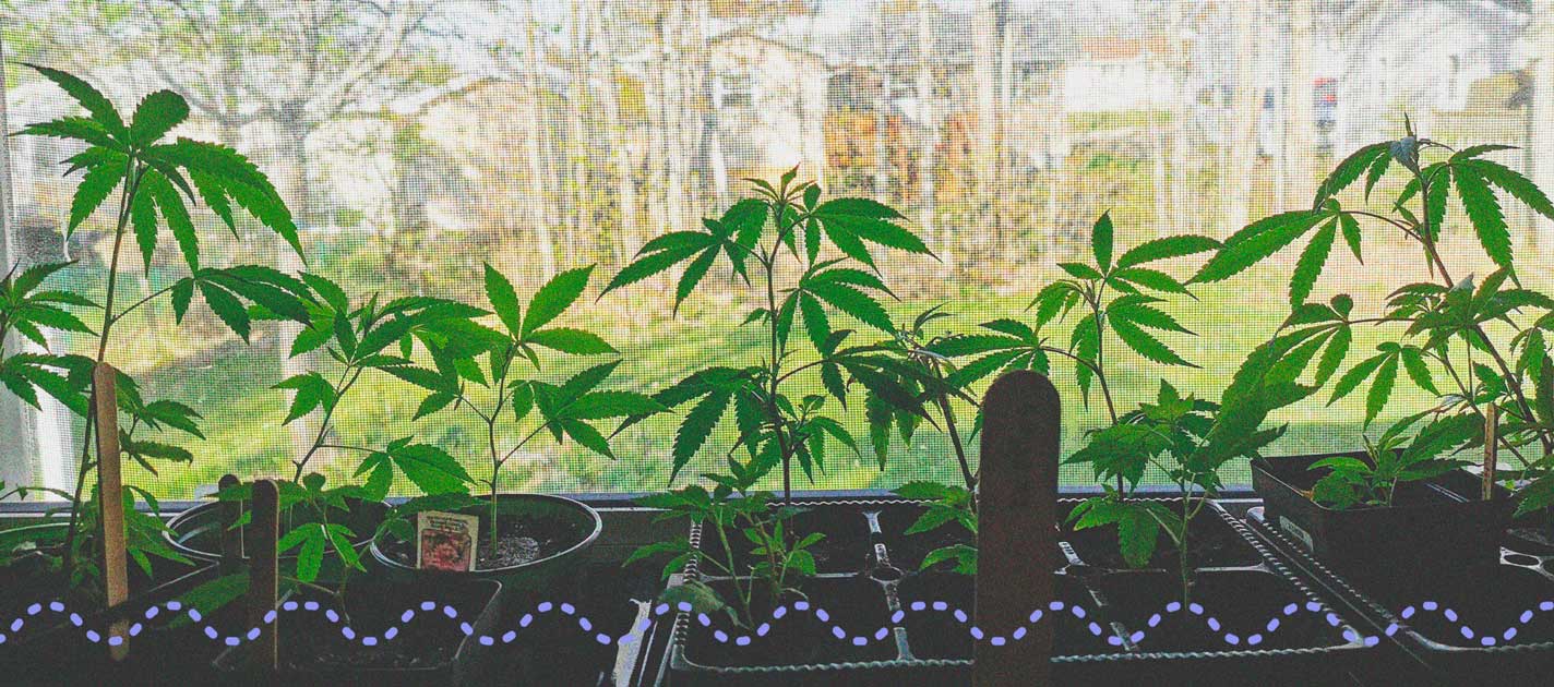 Come Coltivare Marijuana Con Successo Sul Davanzale Come Coltivare Marijuana Con Successo Sul Davanzale