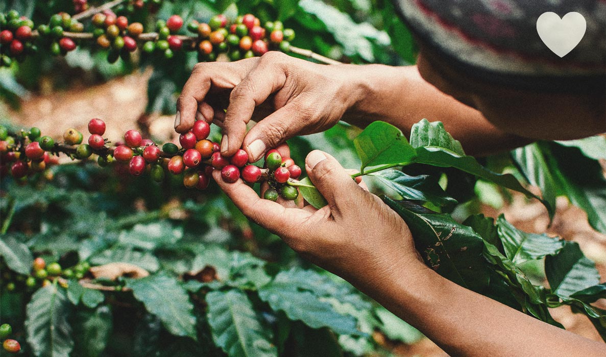 Usare i fondi di caffè come concime naturale per la cannabis