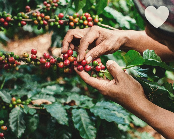 Usare i fondi di caffè come concime naturale per la cannabis