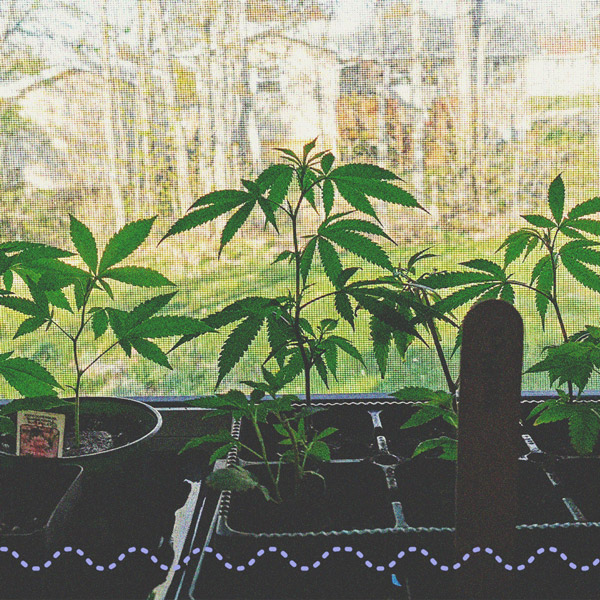 Come Coltivare Marijuana Con Successo Sul Davanzale Come Coltivare Marijuana Con Successo Sul Davanzale