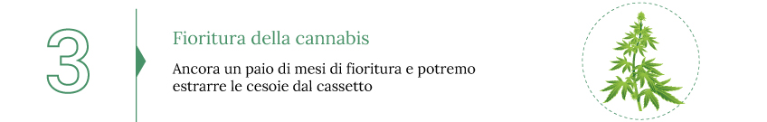 Quando raccogliere la marijuana