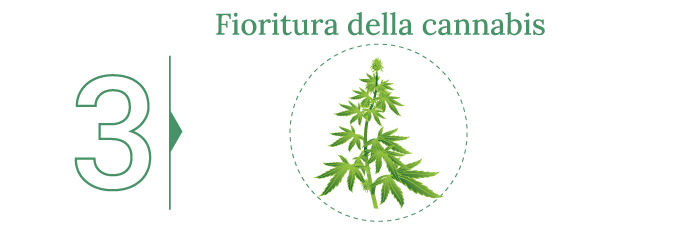 Quando raccogliere la marijuana