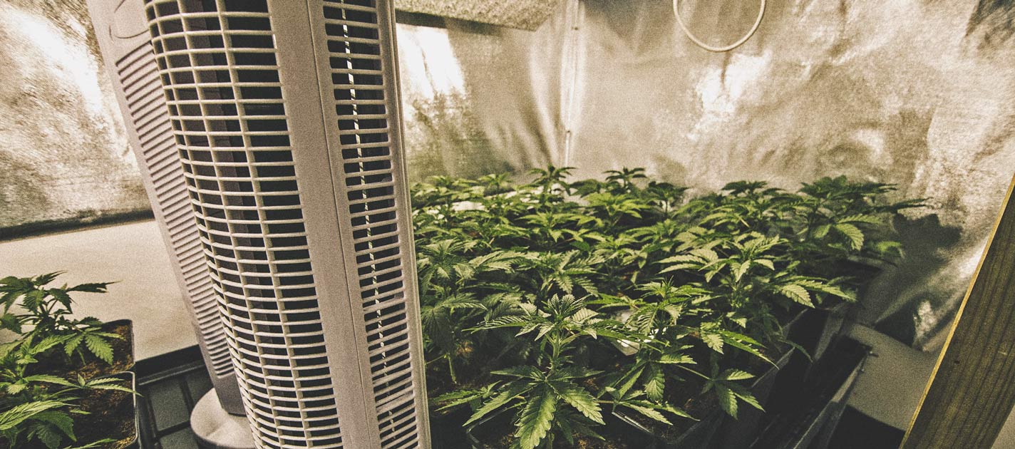 Come automatizzare una coltivazione di cannabis