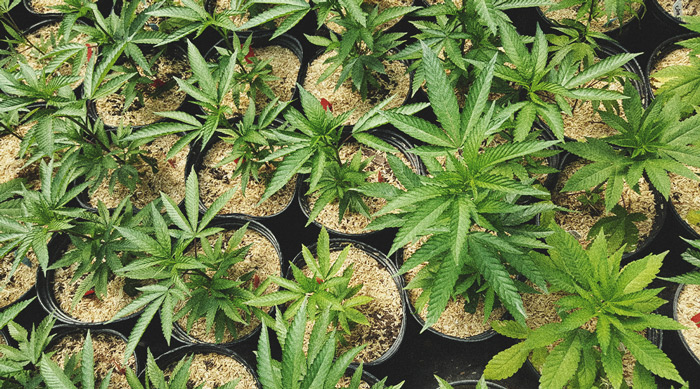 Usare al Meglio le Piante Maschio di Cannabis 