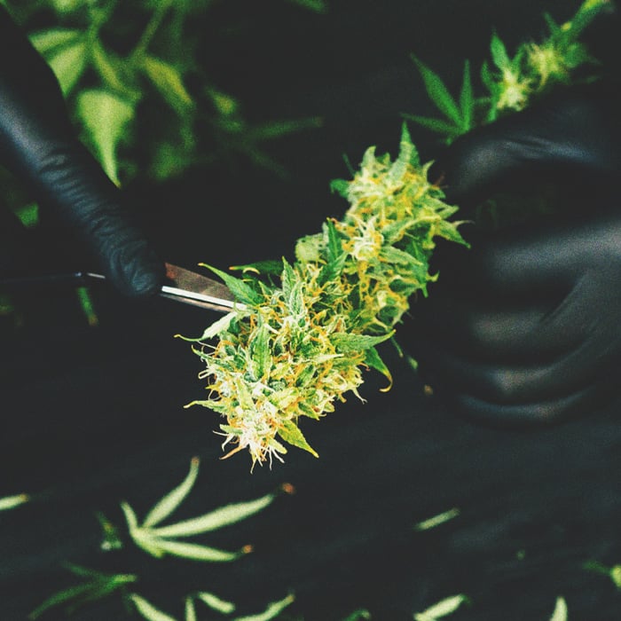 Allarme Per Gli Stoner: Fumare Cannabis Ammuffita Allarme Per Gli Stoner: Fumare Cannabis Ammuffitaa