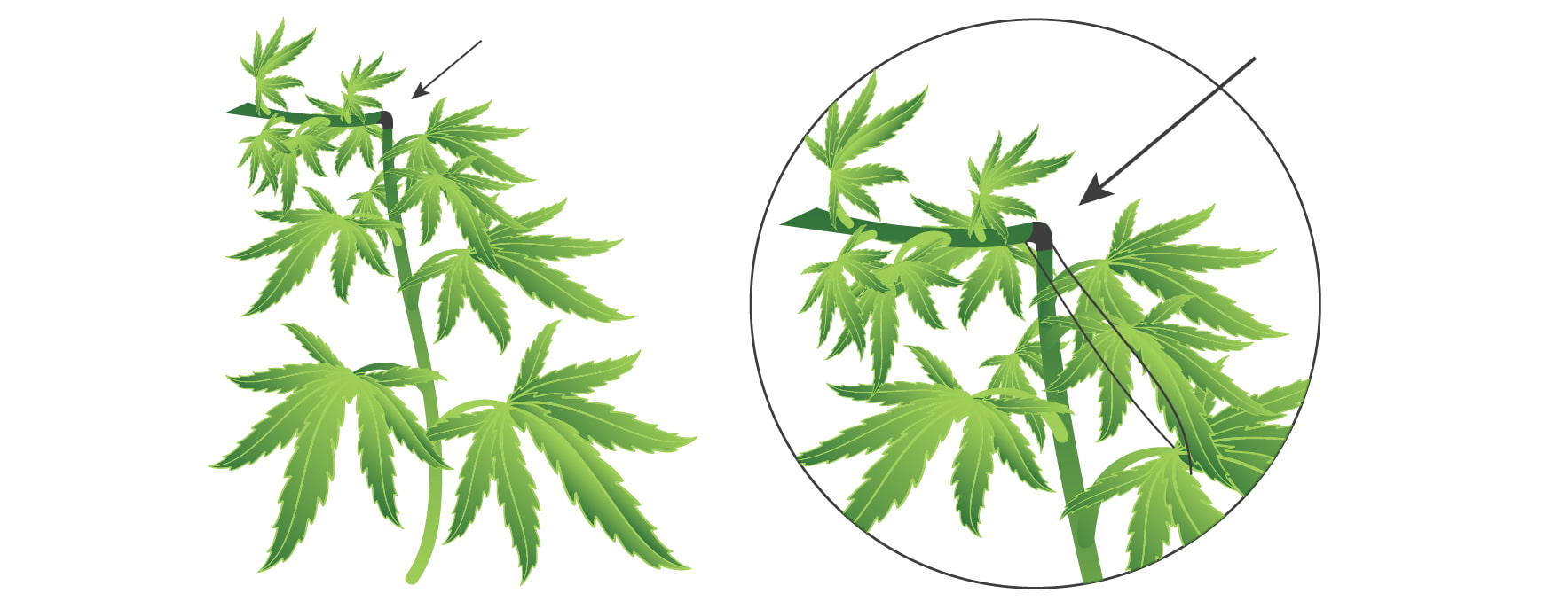 Super Cropping della Cannabis: Come, Quando e Perché Farlo Super Cropping della Cannabis: Come, Quando e Perché Farlo