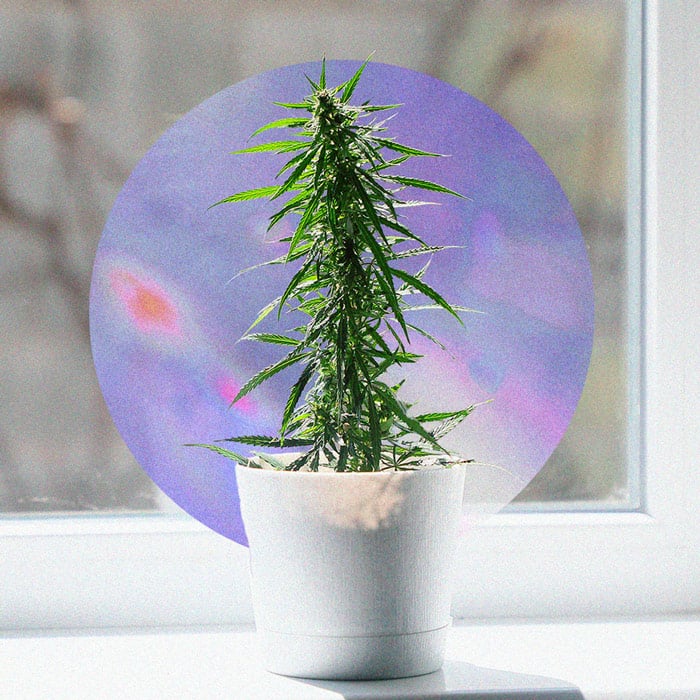 Come Coltivare Marijuana Con Successo Sul Davanzale Come Coltivare Marijuana Con Successo Sul Davanzale