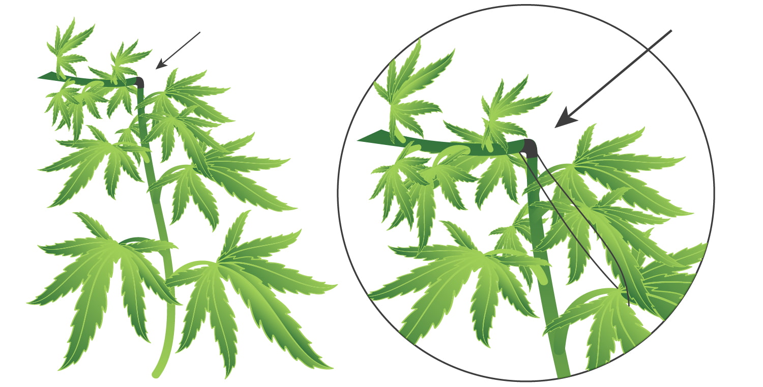 Super Cropping della Cannabis: Come, Quando e Perché Farlo