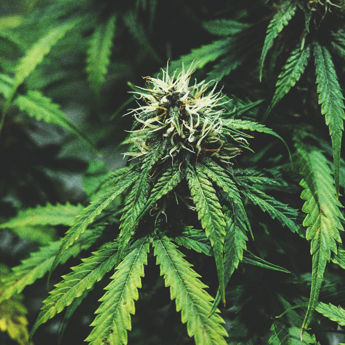 Cronologia Di Coltivazione Della Cannabis - RQS