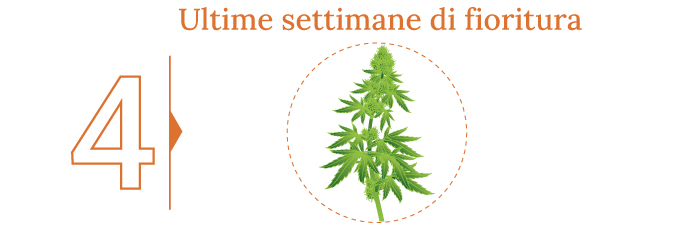 Quando raccogliere la marijuana