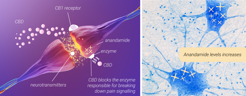 Cannabis per il mal di schiena: il CBD