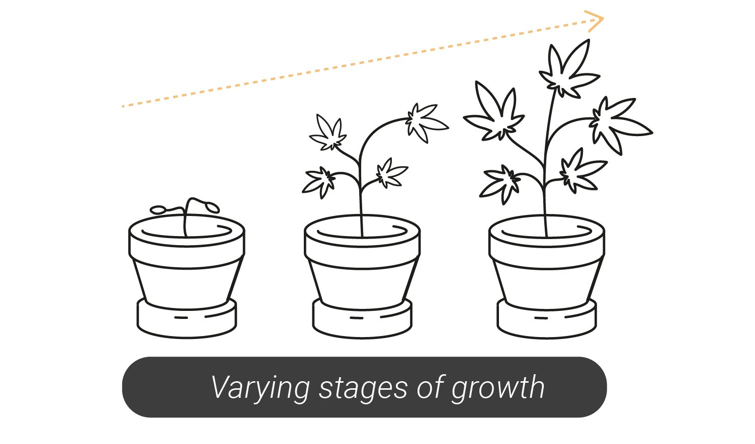 Tutto quello che c'è da sapere sui grow box 