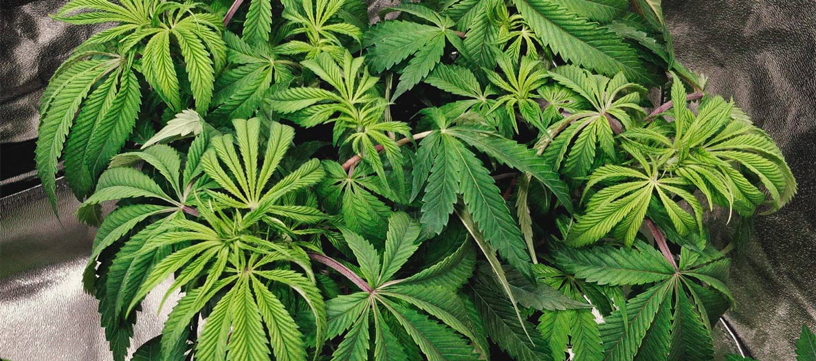Identificare e trattare le comuni malattie della cannabis Identificare e trattare le comuni malattie della cannabis