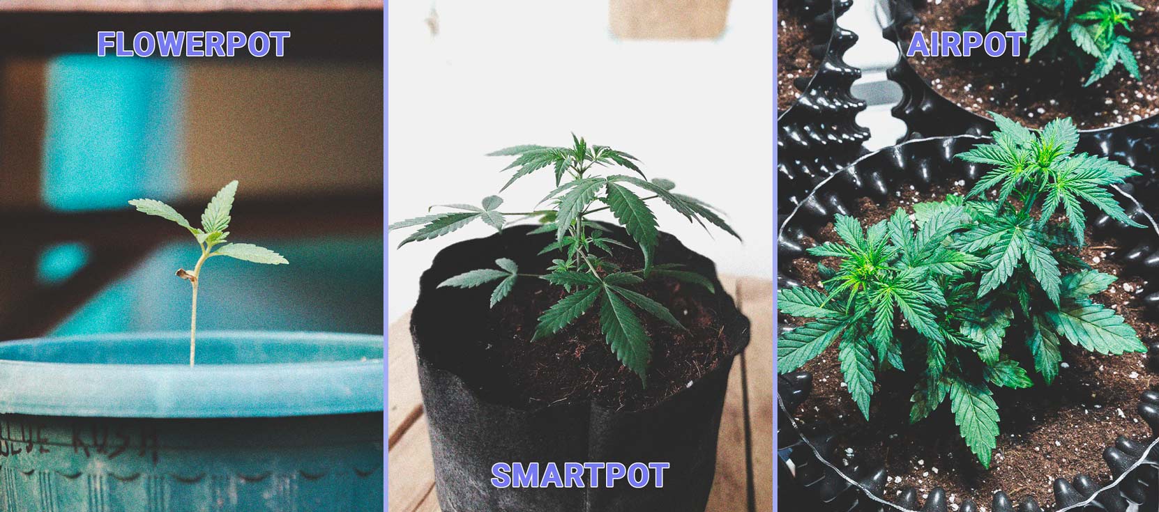 Come Coltivare Marijuana Con Successo Sul Davanzale Come Coltivare Marijuana Con Successo Sul Davanzale