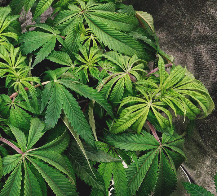 Identificare e trattare le comuni malattie della cannabis Identificare e trattare le comuni malattie della cannabis