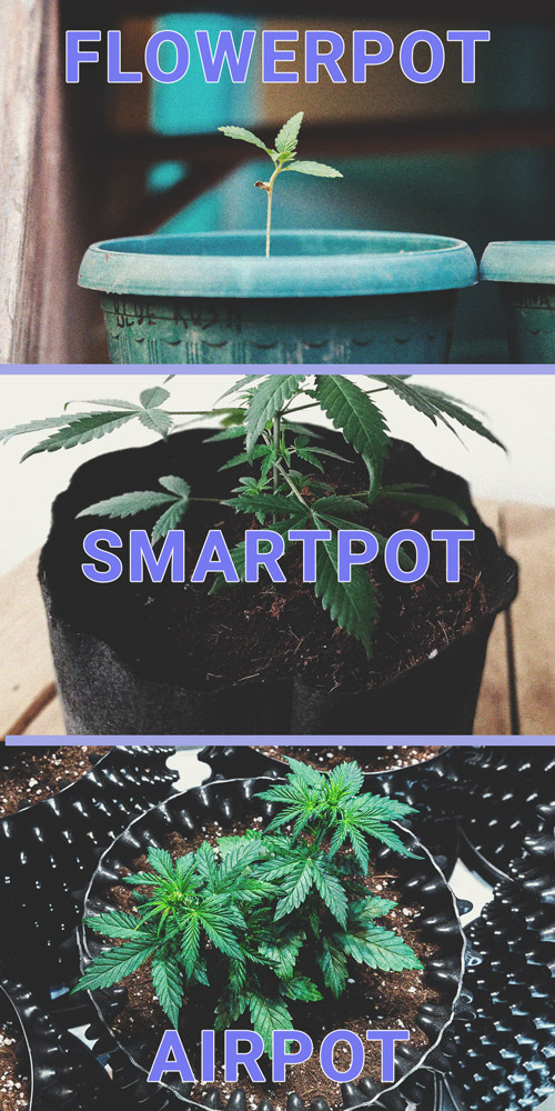 Come Coltivare Marijuana Con Successo Sul Davanzale Come Coltivare Marijuana Con Successo Sul Davanzale