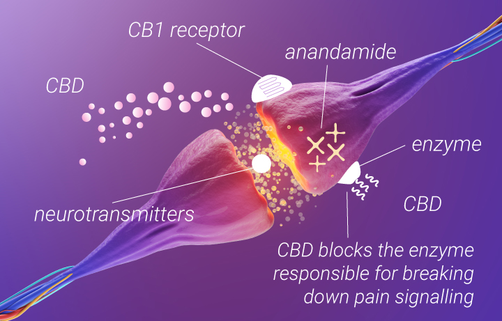 Cannabis per il mal di schiena: il CBD