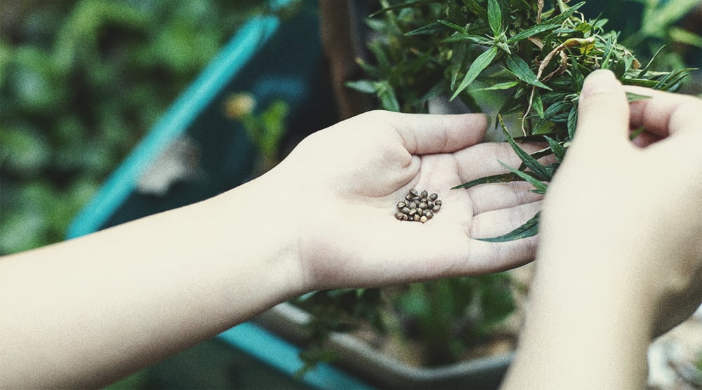 Usare al Meglio le Piante Maschio di Cannabis 