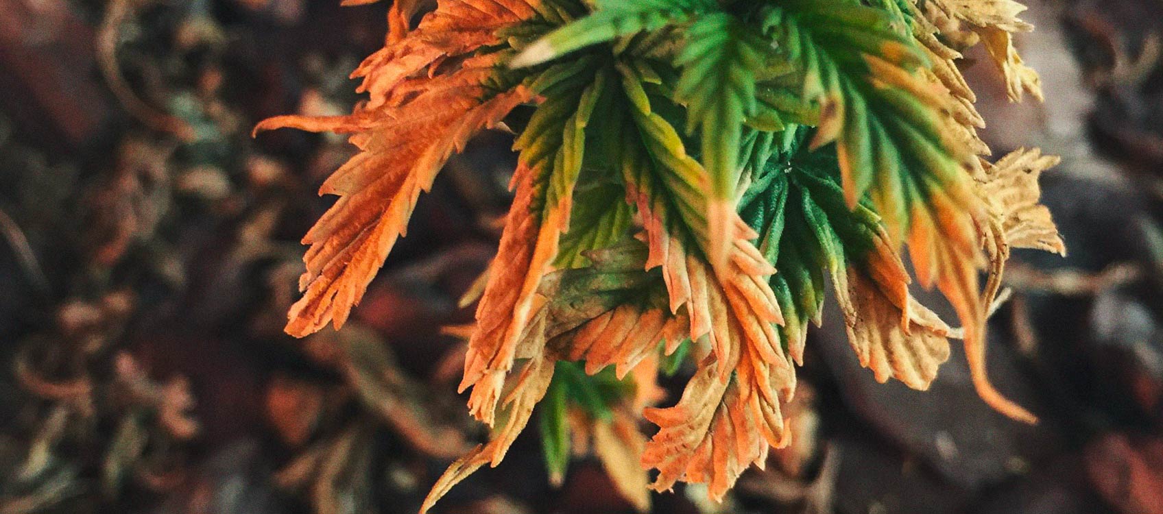 Identificare e trattare le comuni malattie della cannabis 