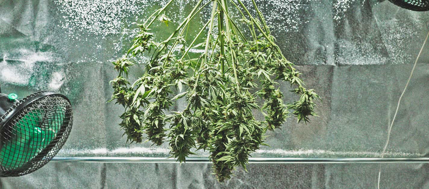 Cronologia Di Coltivazione Della Cannabis - RQS