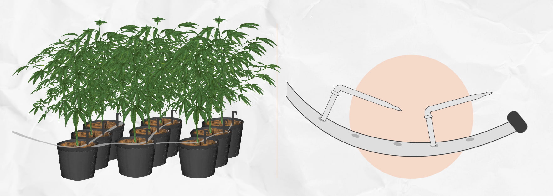 Costruire un Sistema di Irrigazione a Goccia Fai-da-Te per Coltivare Cannabis